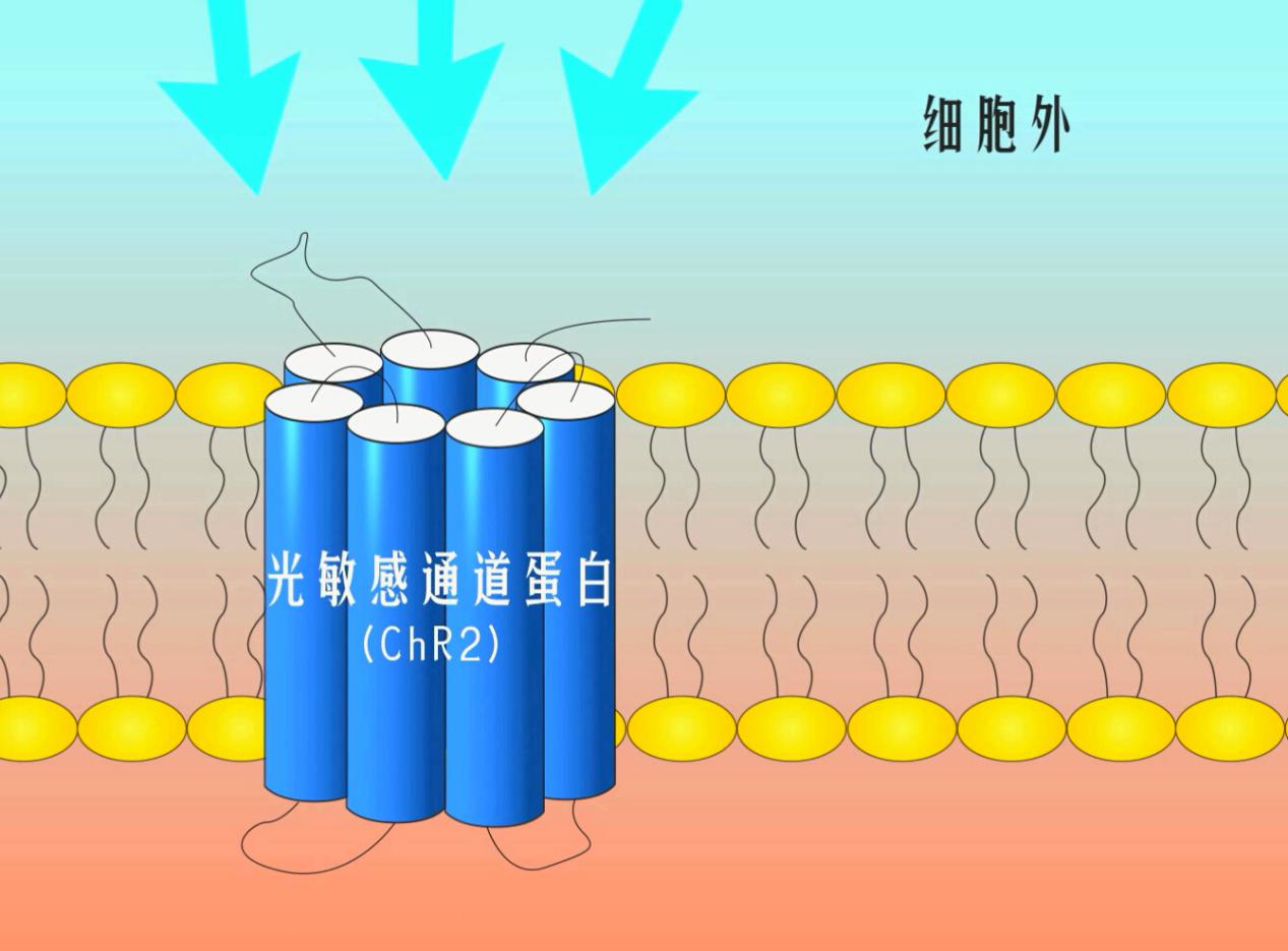 王飞大脑的光控开关(图1)
