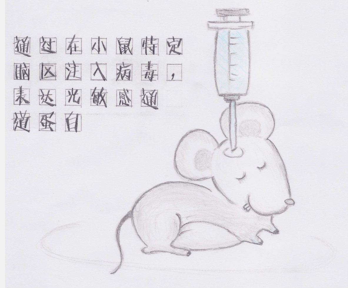 王飞大脑的光控开关(图3)