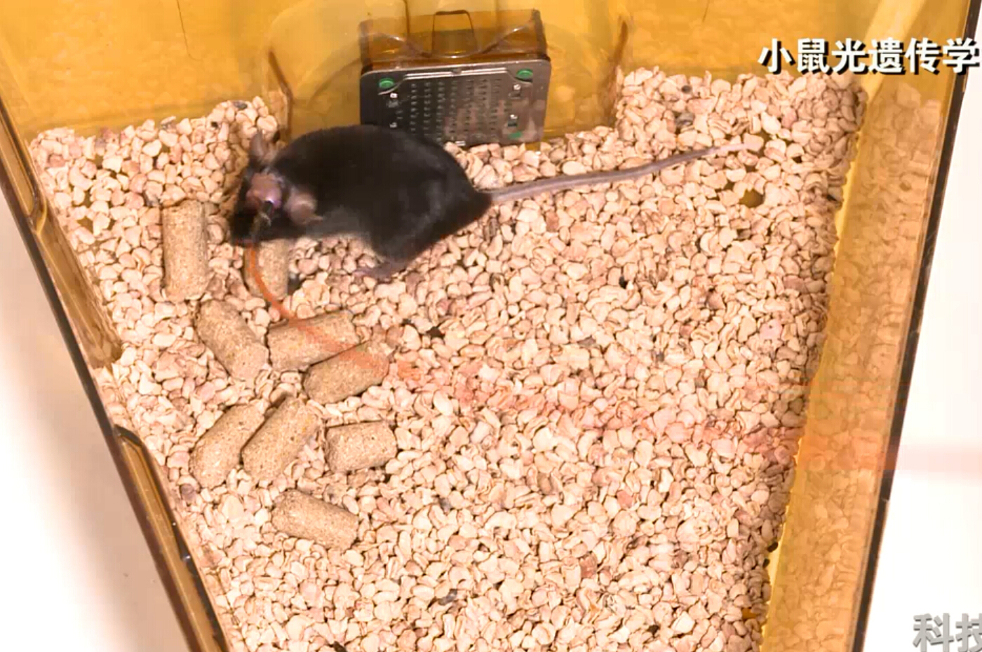 王飞大脑的光控开关(图6)