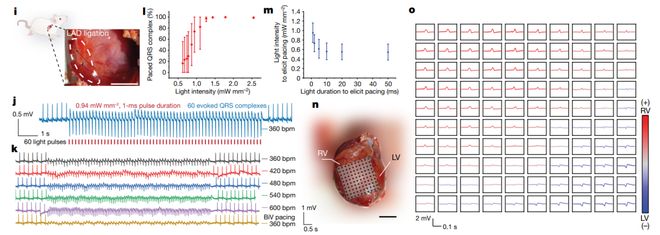 光电生物调控迎重要进展：科学家起搏成年活体猪心脏比上一代材料效率提高约25倍(图3)
