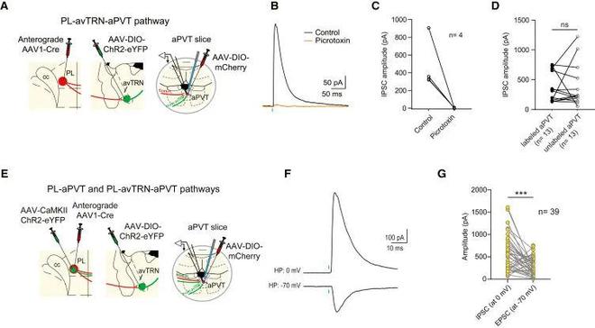 Neuron丨从光到行为：解密前额叶与丘脑的“电流对话”(图3)
