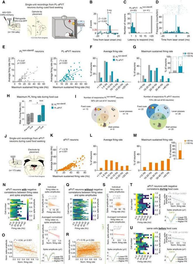 Neuron丨从光到行为：解密前额叶与丘脑的“电流对话”(图6)
