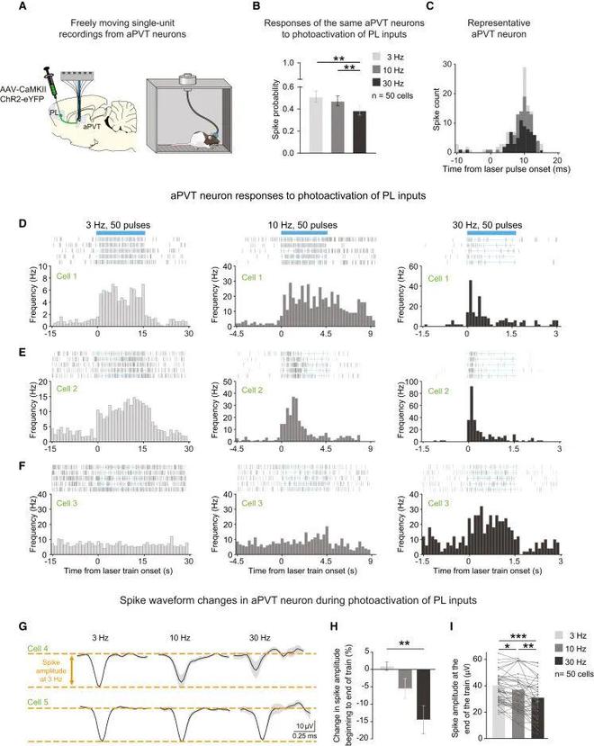 Neuron丨从光到行为：解密前额叶与丘脑的“电流对话”(图5)