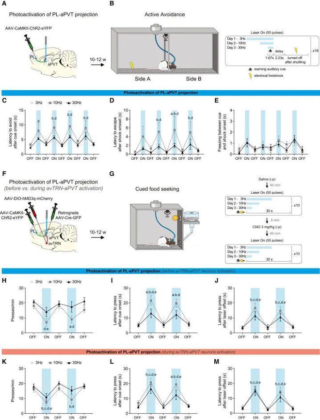 Neuron丨从光到行为：解密前额叶与丘脑的“电流对话”(图7)