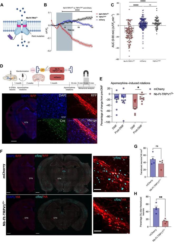 美国磁遗传学突破！不开颅控制神经缓解帕金森症小鼠行动异常(图2)