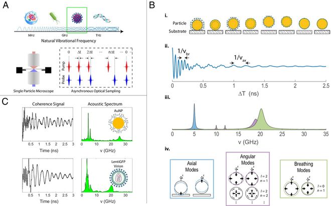 突破认知！科学家借助光“倾听”病毒这是什么黑科技？(图3)