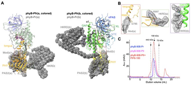 专家点评Cell王继纵课题组邓兴旺课题组合作解析植物光信号转导新机制(图4)