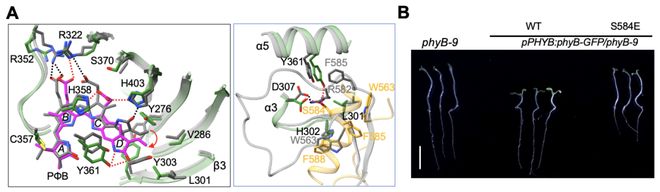 专家点评Cell王继纵课题组邓兴旺课题组合作解析植物光信号转导新机制(图3)