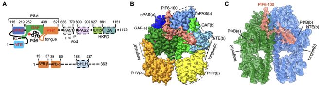 专家点评Cell王继纵课题组邓兴旺课题组合作解析植物光信号转导新机制(图2)
