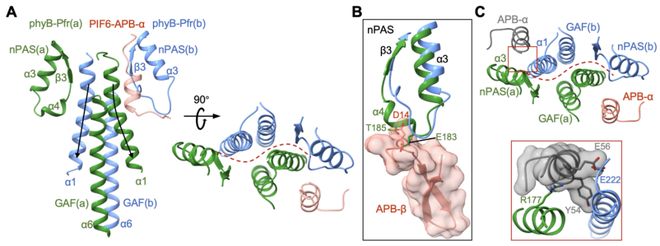 专家点评Cell王继纵课题组邓兴旺课题组合作解析植物光信号转导新机制(图6)