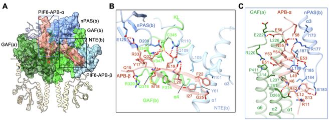专家点评Cell王继纵课题组邓兴旺课题组合作解析植物光信号转导新机制(图5)