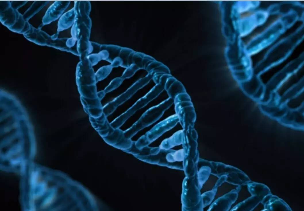 秦岭再现野生棕色大熊猫(图1)