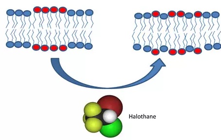 NATUREMETHODS十大技术之一——光遗传学(图1)