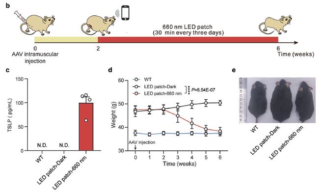 NatCommun丨叶海峰课题组新型光遗传学技术实现光照减肥！(图5)