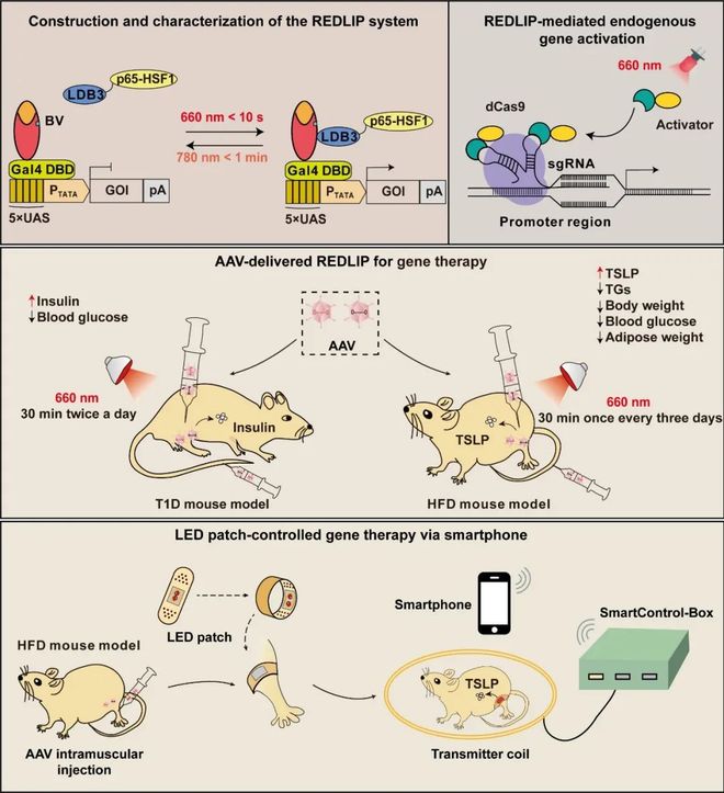 NatCommun丨叶海峰课题组新型光遗传学技术实现光照减肥！(图2)