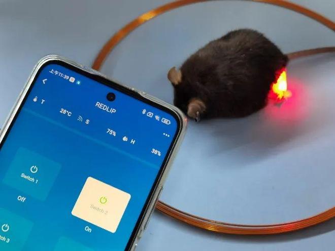 NatCommun丨叶海峰课题组新型光遗传学技术实现光照减肥！(图4)