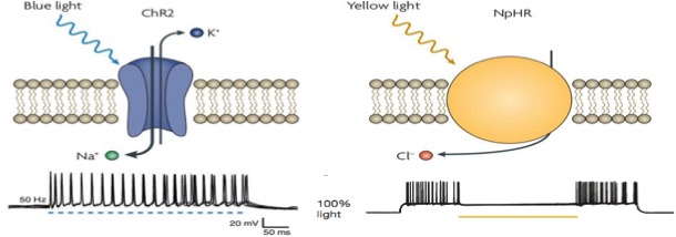 光遗传技术（optogenetics）(图1)