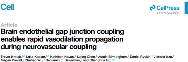 Cell丨脑血管也“联网”：内皮缝隙连接让血管扩张迅速传导(图1)