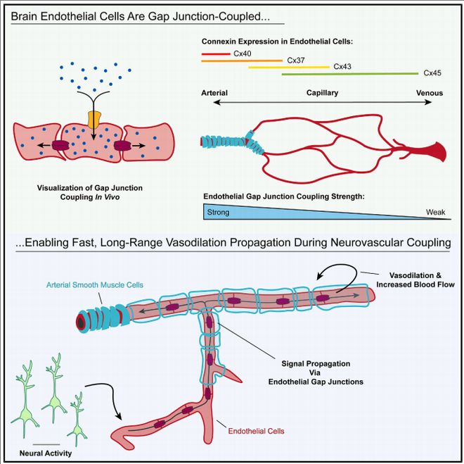 Cell丨脑血管也“联网”：内皮缝隙连接让血管扩张迅速传导(图2)