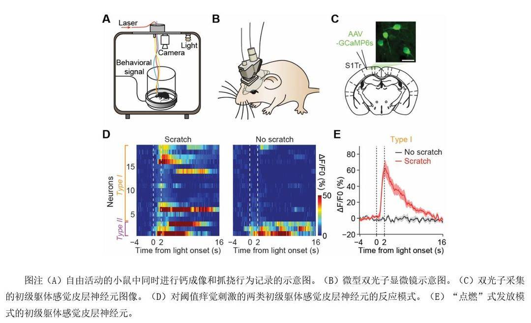 Nature子刊：光遗传学技术获得重大突破(图1)