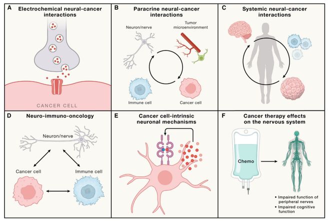 肿瘤-神经科学颠覆传统治疗！这篇Cell提出肿瘤和神经系统的6种互作模式！(图2)