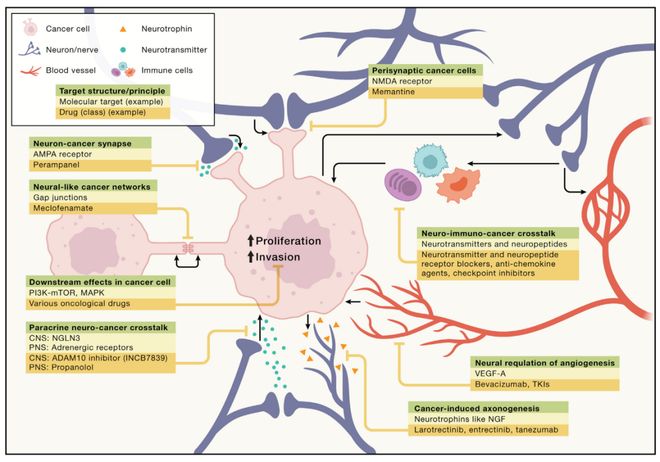 肿瘤-神经科学颠覆传统治疗！这篇Cell提出肿瘤和神经系统的6种互作模式！(图4)
