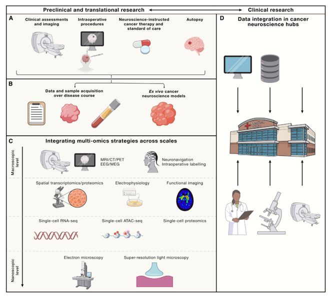 肿瘤-神经科学颠覆传统治疗！这篇Cell提出肿瘤和神经系统的6种互作模式！(图6)
