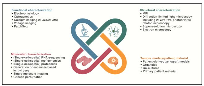 肿瘤-神经科学颠覆传统治疗！这篇Cell提出肿瘤和神经系统的6种互作模式！(图5)