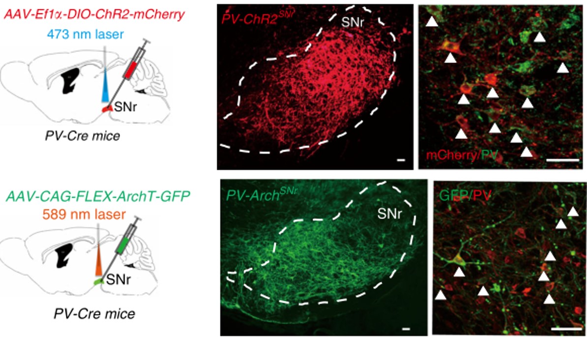 《医学遗传学》课程教学资源（教材讲义）第六章疾病的多基因遗传(图1)