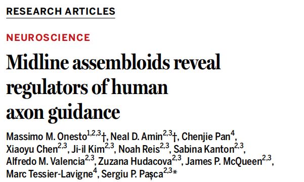 Science丨类器官重建人类中线组织揭示轴突引导关键因子(图1)