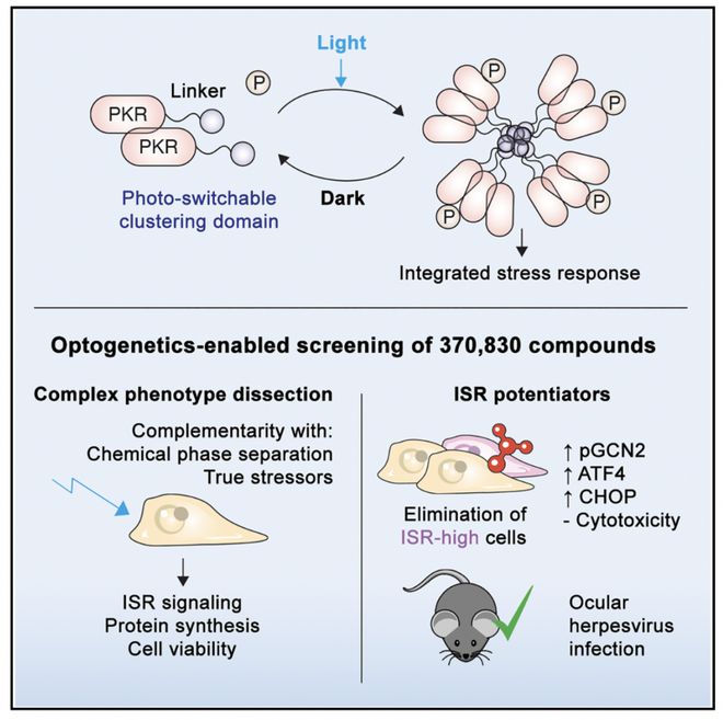 Cell 利用光遗传筛选整合应激反应的调控化合物(图2)