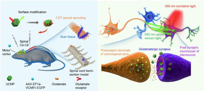 SciAdv丨刘耀波团队使用上转换纳米材料介导的近红外光遗传学工具促进脊髓损伤后脑-脊髓神经环路精确重建(图1)