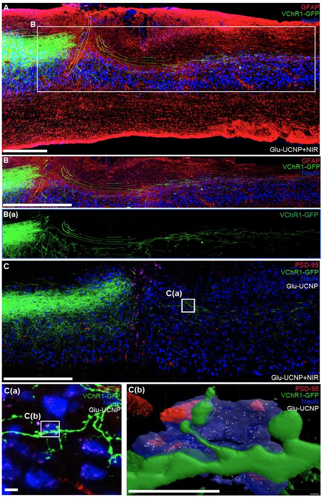 SciAdv丨刘耀波团队使用上转换纳米材料介导的近红外光遗传学工具促进脊髓损伤后脑-脊髓神经环路精确重建(图2)