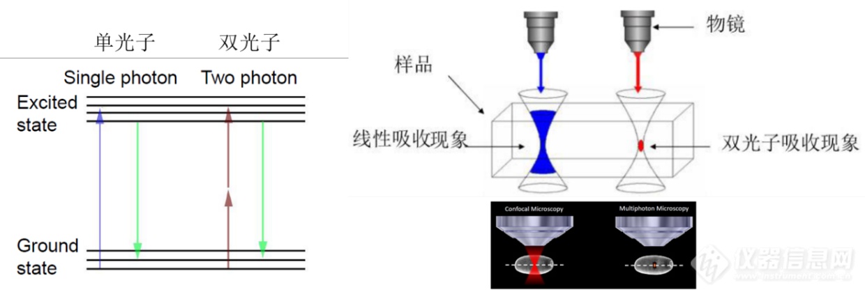北京大学李文哲博士：双光子显微成像技术应用心得(图2)
