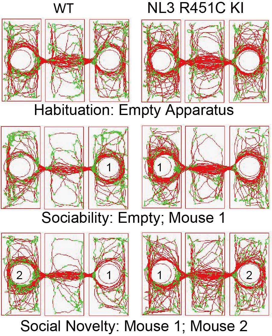 科学家从“社交律动”中或可找寻自闭症的“信息密钥”(图2)