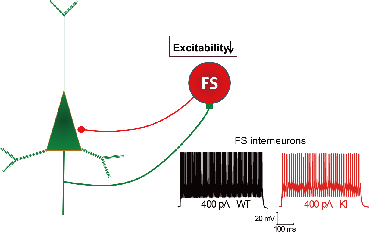 科学家从“社交律动”中或可找寻自闭症的“信息密钥”(图4)