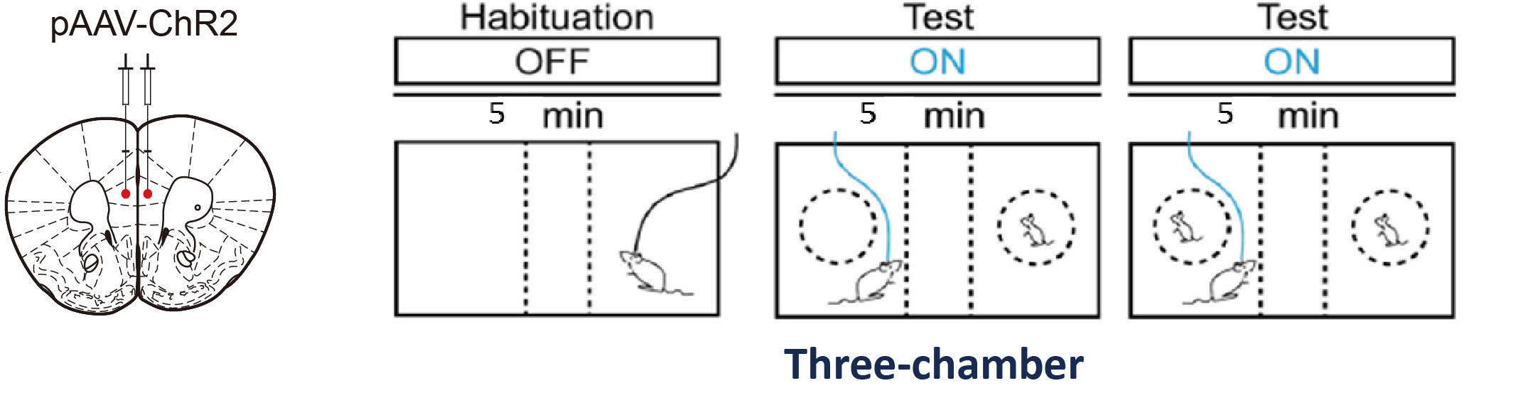 科学家从“社交律动”中或可找寻自闭症的“信息密钥”(图5)