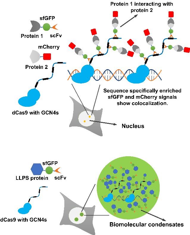 AdvSci丨张先恩、彭雷、分子招募共定位系统：活细胞中可视化多蛋白互作与构建生物凝聚体的新工具(图2)