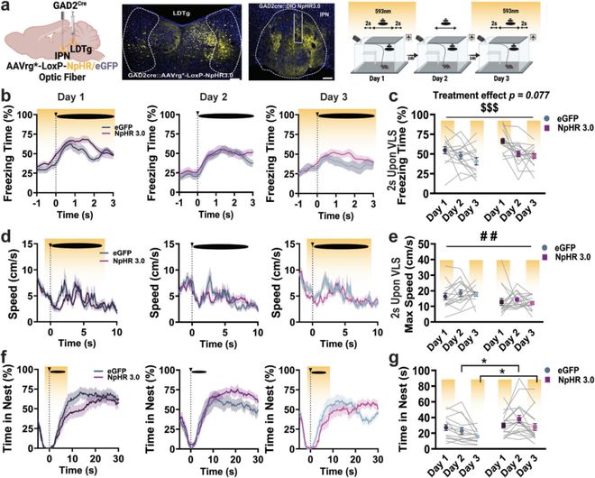 为什么我们在反复危险中能学会冷静？SusannaMolas团队揭示IPNGABA能神经元调控威胁适应机制(图5)