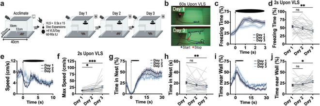为什么我们在反复危险中能学会冷静？SusannaMolas团队揭示IPNGABA能神经元调控威胁适应机制(图1)