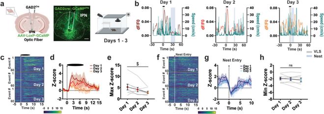 为什么我们在反复危险中能学会冷静？SusannaMolas团队揭示IPNGABA能神经元调控威胁适应机制(图2)