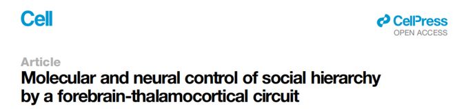 《Cell》我们在社交中为何有的当老大有的当小弟？哈佛团队揭示前脑-丘脑皮层环路控制机制(图2)