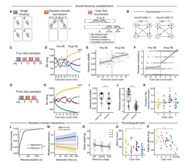 《Cell》我们在社交中为何有的当老大有的当小弟？哈佛团队揭示前脑-丘脑皮层环路控制机制(图3)