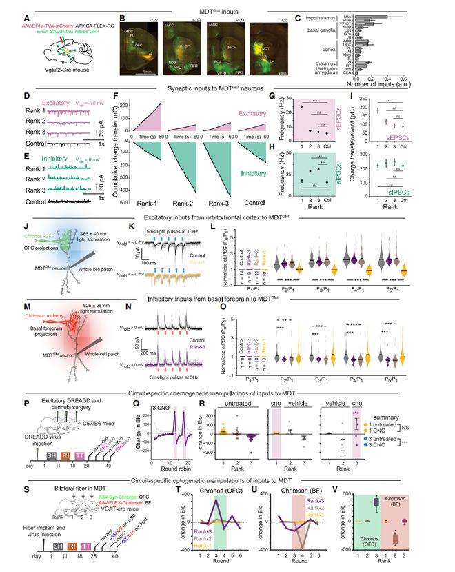 《Cell》我们在社交中为何有的当老大有的当小弟？哈佛团队揭示前脑-丘脑皮层环路控制机制(图6)
