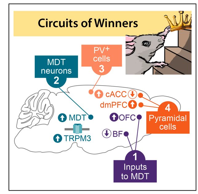 《Cell》我们在社交中为何有的当老大有的当小弟？哈佛团队揭示前脑-丘脑皮层环路控制机制(图8)