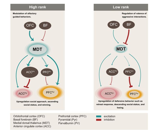 《Cell》我们在社交中为何有的当老大有的当小弟？哈佛团队揭示前脑-丘脑皮层环路控制机制(图7)