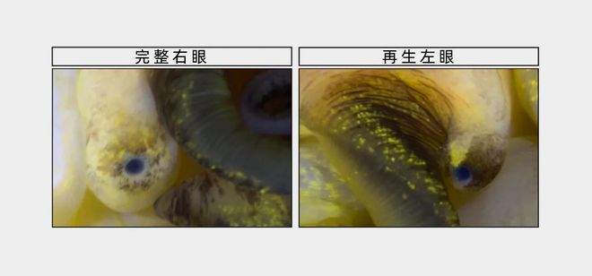 能重新长出眼睛的动物为失明逆转带来灵感(图2)