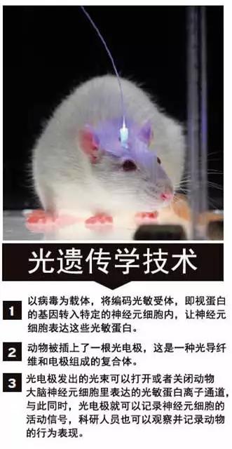 一位医生的科研之路——光遗传学的前世今生(图2)