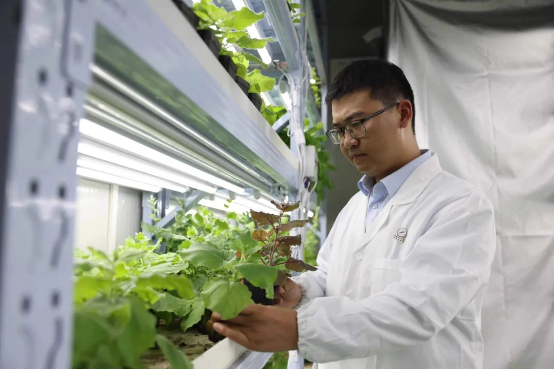 【牢记嘱托感恩奋进——安徽往前赶】把光“种进”植物里：合肥造“自发光植物”点亮未来(图1)