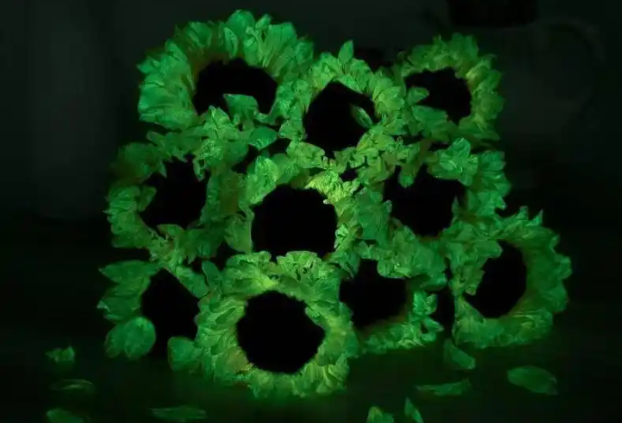 【牢记嘱托感恩奋进——安徽往前赶】把光“种进”植物里：合肥造“自发光植物”点亮未来(图2)